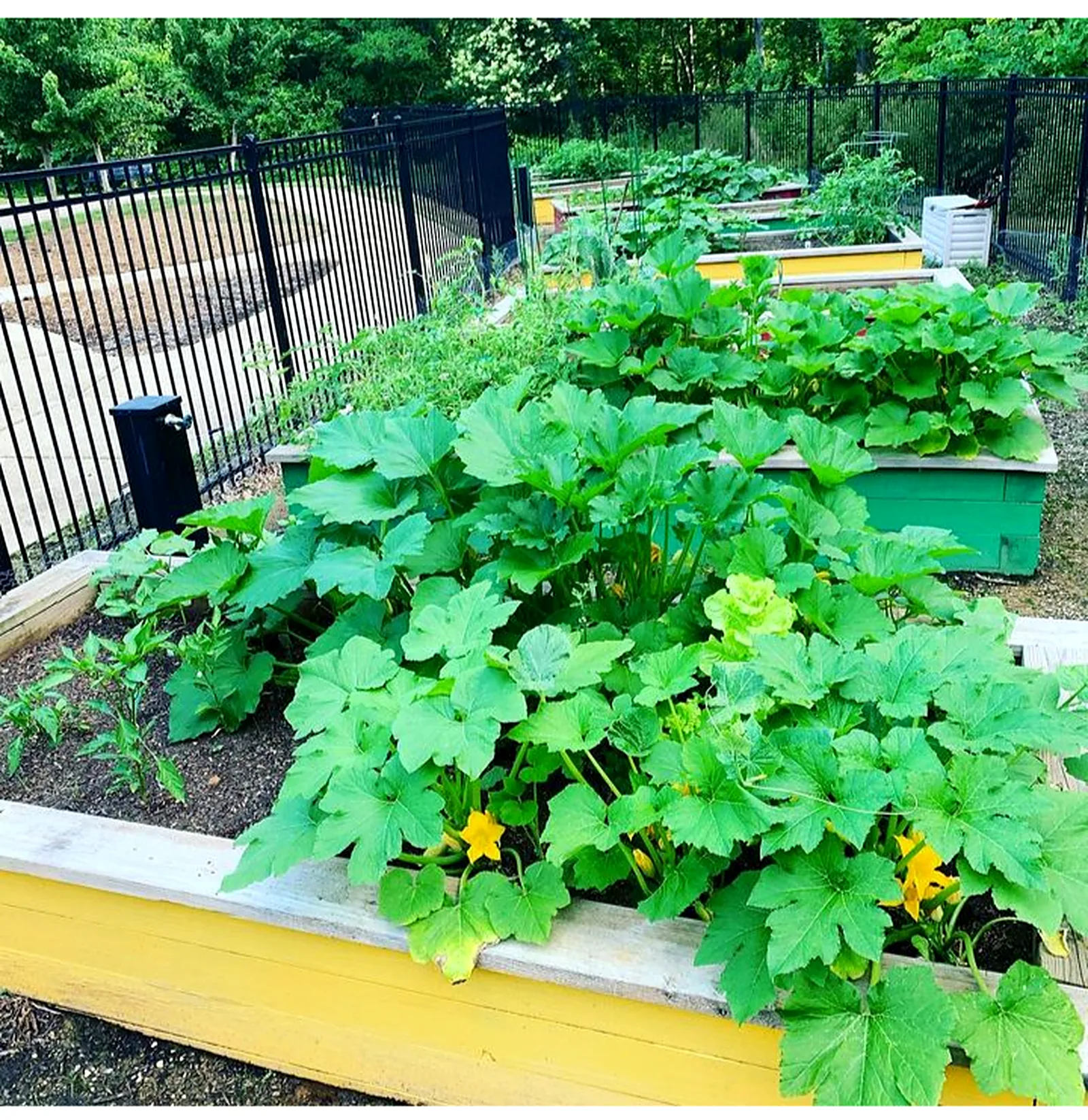 Raised garden beds in full growth with squash vines