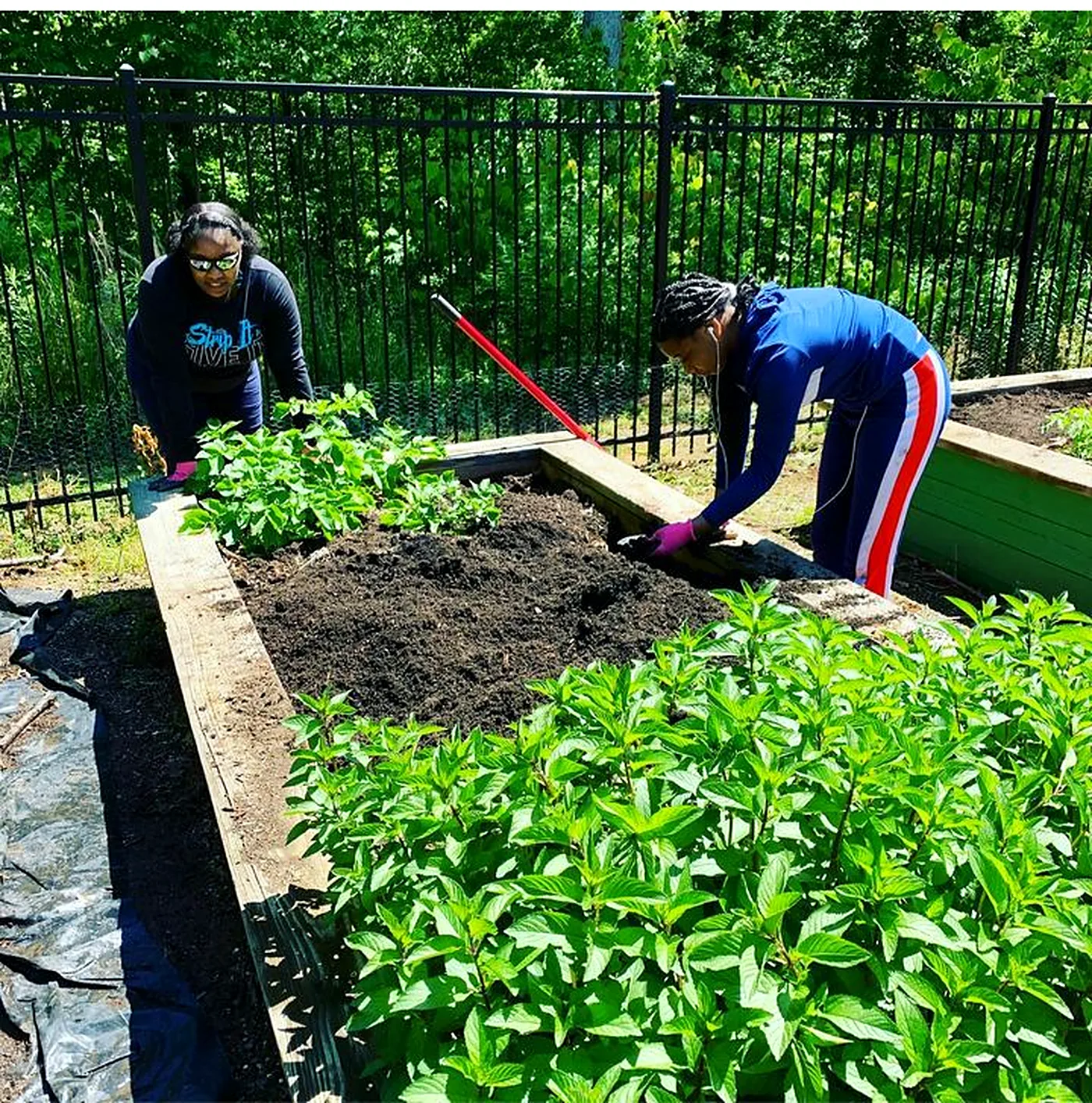 Volunteers working a raised bed of established greens