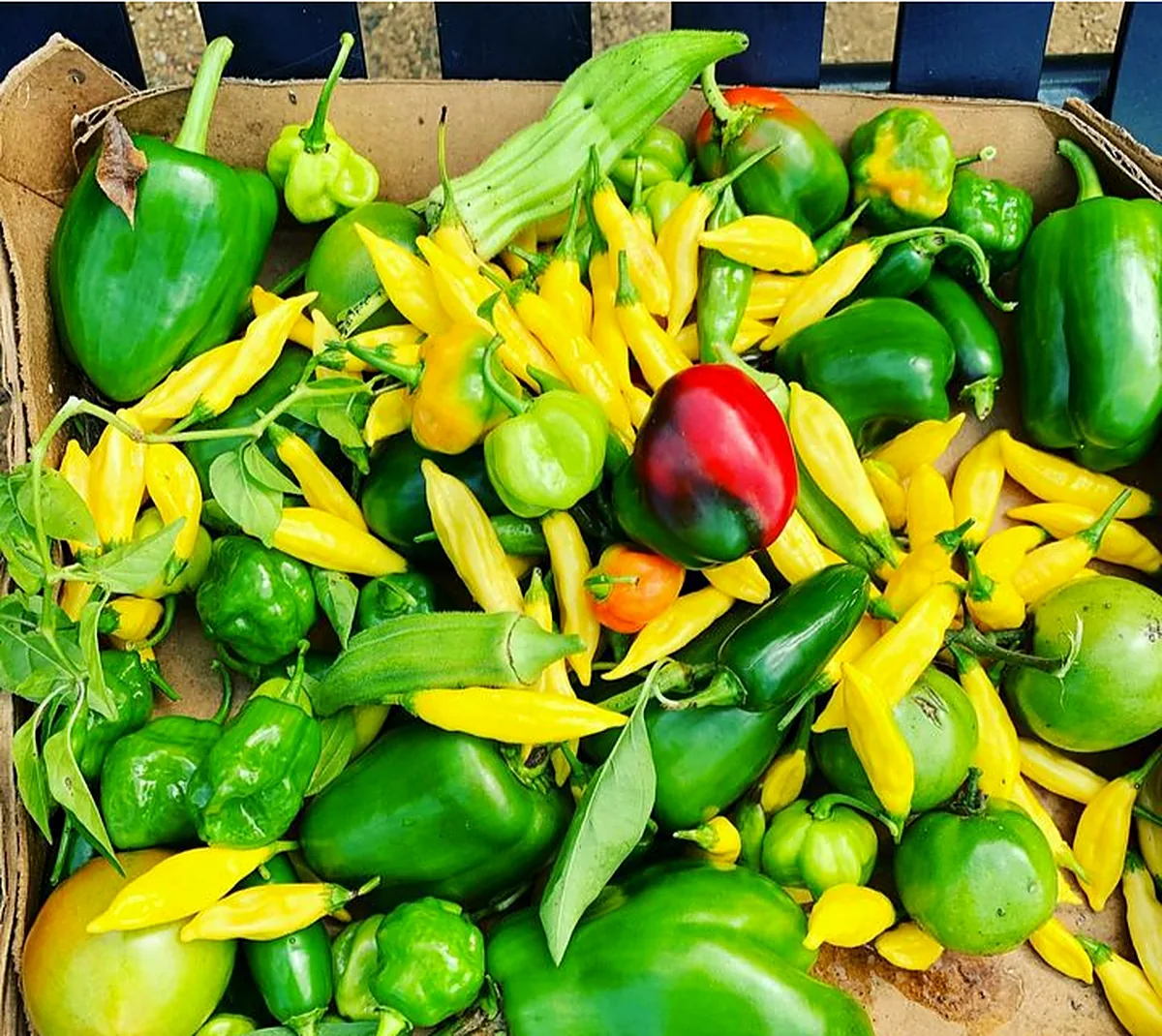 Freshly harvested peppers and squash in a box