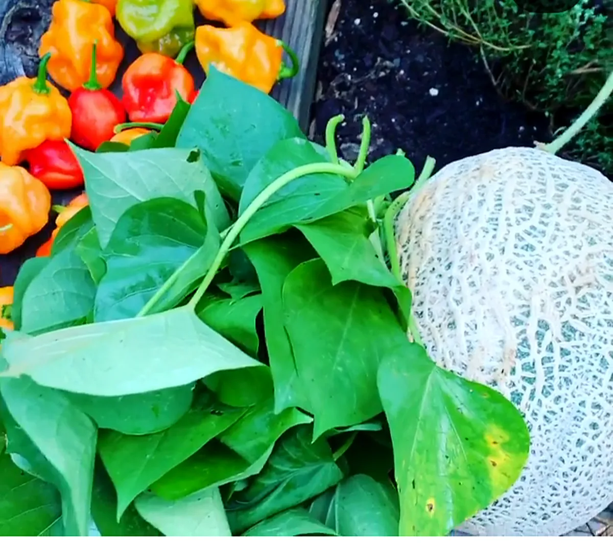 Peppers, greens and melon freshly harvested