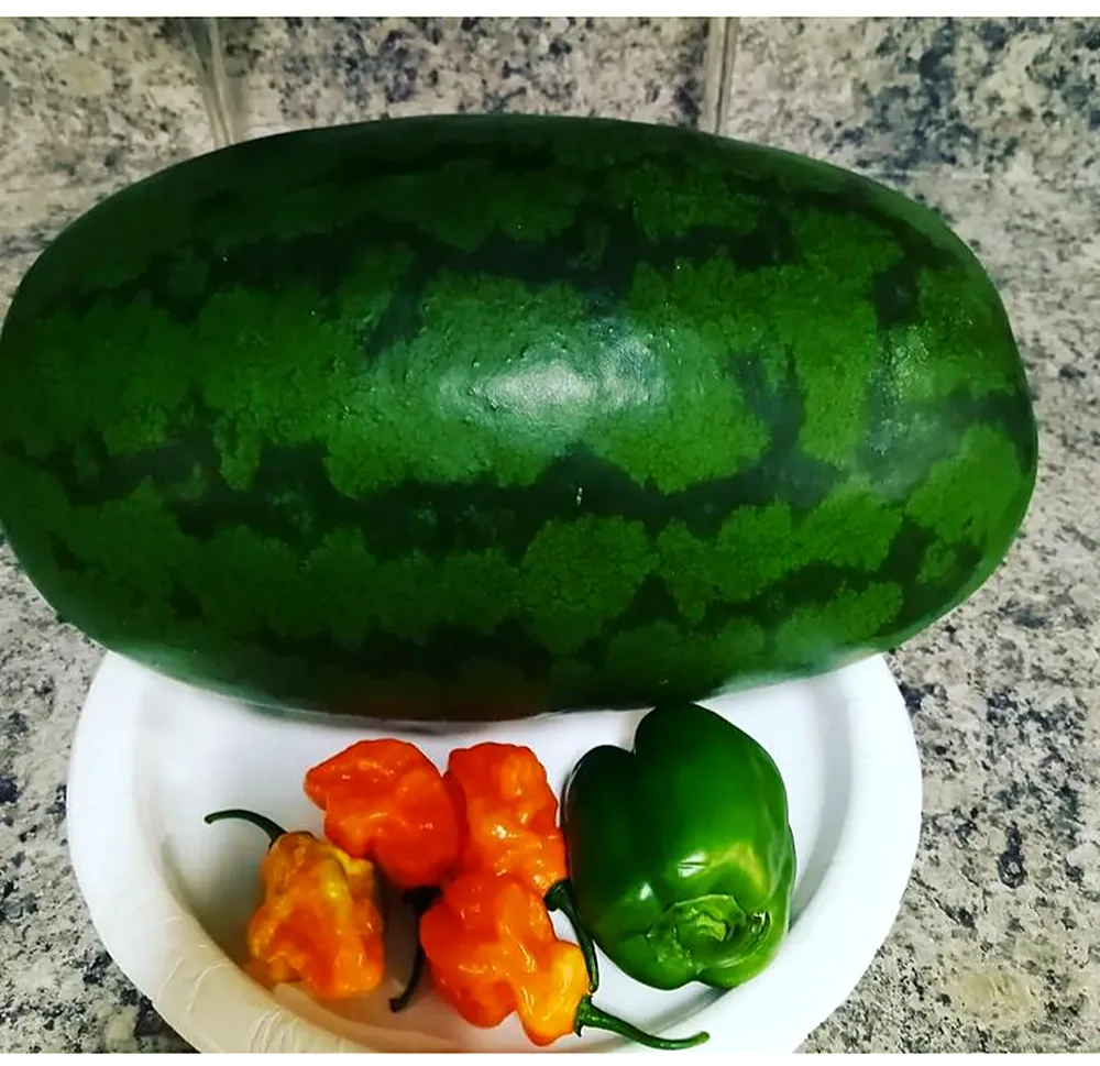 Watermelon and peppers from the garden